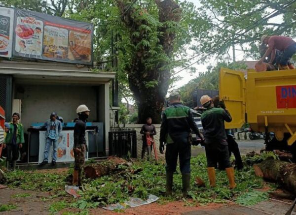 Antisipasi Pohon Tumbang, DLH Kota Malang Lakukan Perapian Pohon