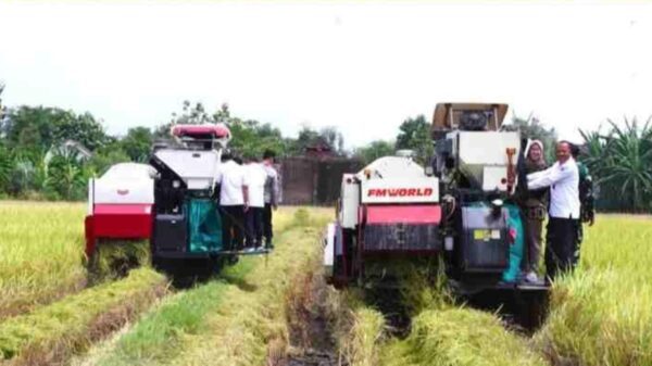 Produksi Tanaman Padi Kabupaten Kediri Surplus, Bisa Sumbangkan Pasokan Beras Nasional 203.000 Ton Awal 2026