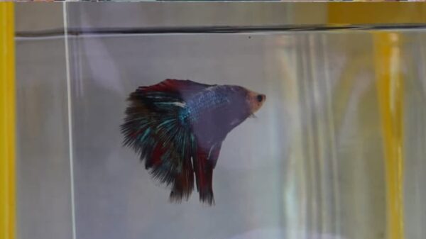 Kediri Aquatic 2026, Strategi Pemkab Kediri Perkuat Branding Ikan Hias Nasional