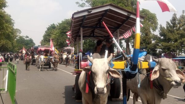 Pemkab Kediri Hidupkan Kembali Jejak Cikar dan Sapi Jawa